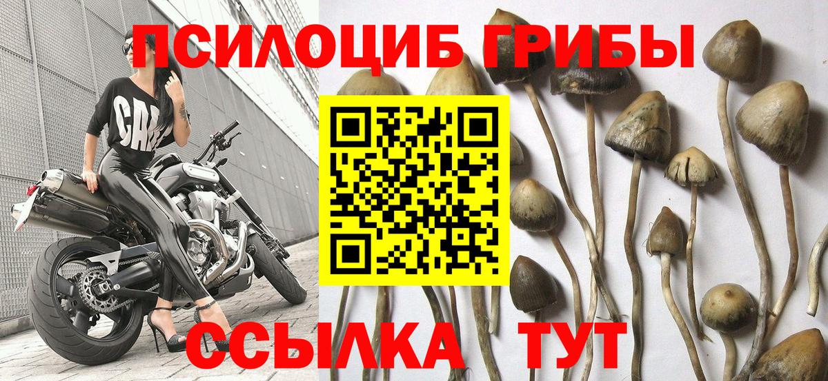 Анжеро-Судженск  Галлюциногенные грибы Cubensis  Вход с VPN 